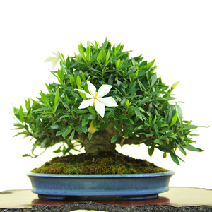 日本栀子盆景精品老桩矮霸清誉栀子盆景小叶栀子花盆景忆东方盆景