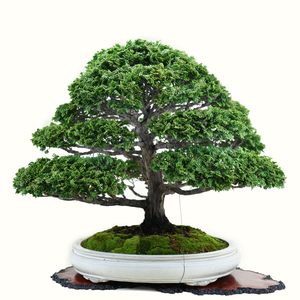 实拍收藏级精品日本老桩大树型津山桧中品盆景进口老桩桧柏盆景