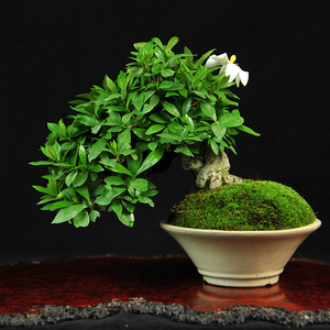 实拍 日本精品临水式栀子花微型盆景 小品老桩清誉栀子盆景盆栽