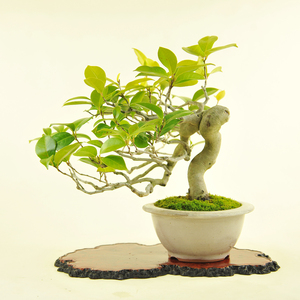 茶梅盆景老桩
