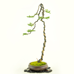 实拍 精品文人式地柏微型盆景 刺柏小品盆景 文人造型盆景 珍珠柏