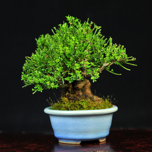 实拍精品老桩迎小叶春花微型盆景 矮霸迎春小品盆景 忆东方盆景
