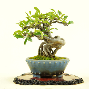 实拍 日本小品金豆微型盆景 进口老桩提根扭杆金豆柑小品盆景