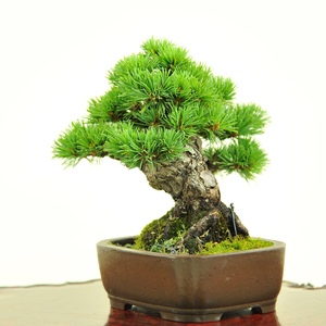 盆栽日本松树黑松树桩阳台庭院造型那须五针松小品实物0人付款2680