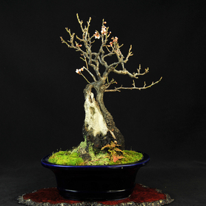 实拍 日本中品山采老桩甲州野梅微型盆景 舍利杆苍古荒皮梅花盆景