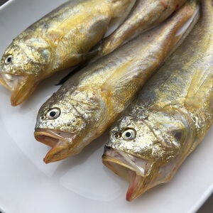 中号梅子鱼2斤装梅童鱼大头子梅鱼新鲜海鲜水产20-22条打斤