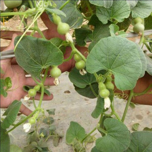 手捻葫芦苗种苗-淘宝拼多多热销手捻葫芦苗种苗货源拿货 - 阿里巴巴货