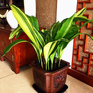 花叶一叶兰金边