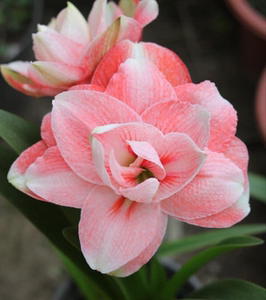 预售11月 进口荷兰朱顶红种球 粉色荣耀 pink glory 多年生