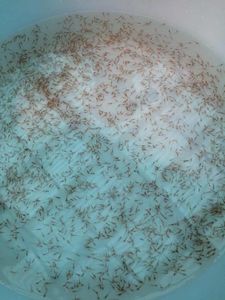 淡水罗氏沼虾苗淡水罗氏沼虾苗大头虾纯淡水水库河虾