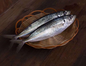 东山岛鲜活巴浪鱼新鲜海活土豪养殖冷冻水产非干货马鲛鱼福建特产