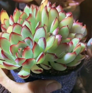 多肉植物老桩墨西哥灵隐灵影精控一物一拍 群生多头稀缺多肉植物