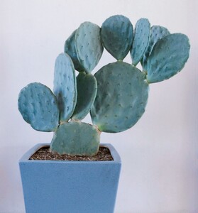 秒 大盆丸 圆镜仙人掌 仙人镜室内观赏沙漠植物 景观庭院