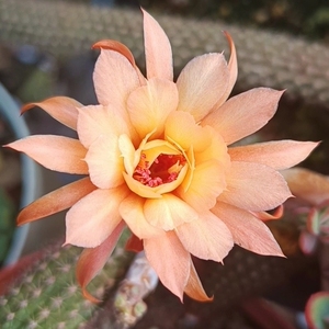 橙色垂钓金妞仙人球尾巴仙人柱长条垂下来群开美多肉植物好养吊篮