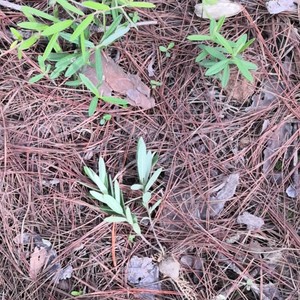 鸡头薯新鲜药材野生山布袋 猪仔笠山葛 花瓣花雀脷珠1斤现采现发