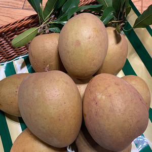 越南人心果苗大果四季开花结果高产 优质嫁接苗108元2棵果苗 包邮