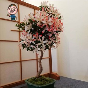 "梦花火"  【大财主花房】 皋月杜鹃