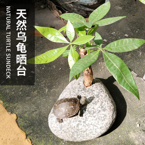 【养龟晒台石】养龟晒台石品牌,价格 - 阿里巴巴