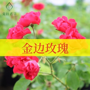 金边玫瑰可食用多年生香草植物盆栽克拉香草可泡水养颜煮花茶切花