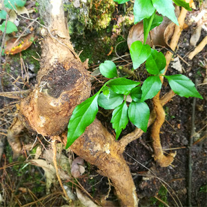 野生新鲜腐婢 中药材500克土常山根凉粉叶根铁箍散根观音柴根现挖