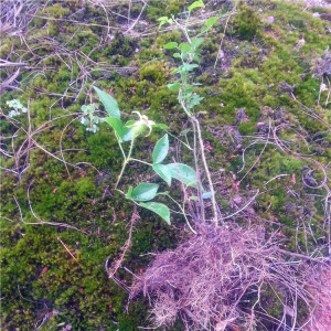 zhangasdfghjkl88淘宝金樱子苗野生种子刺梨子树苗金英子刺糖罐泡酒