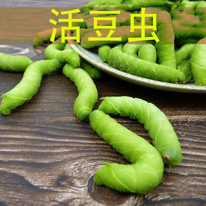 豆虫包邮活豆虫