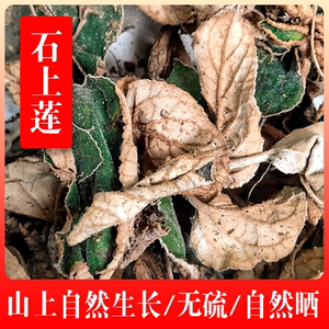 广西深山新鲜石上莲干品软肝草 户外天然生长 包邮