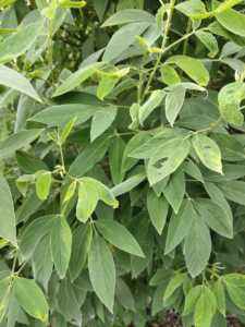 木豆叶新鲜 树黄豆 野生中草药三叶豆小孩皮肤洗澡出水豆500g包邮