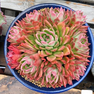 稀有 红女巫/东云杂交多肉植物 整桩无砍自然群 参考15-30