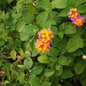 中草药纯天然五色梅 五色花新鲜马缨丹臭草皮肤宝宝洗澡500克包邮