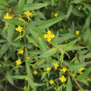 深山新鲜丁香蓼 田石榴 天然假香蕉 小石榴树 中草药正品小疗药