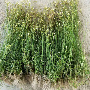 潮汕青草药四叶莲 优质农家自种生鲜四合莲四合梅天良草新货干品