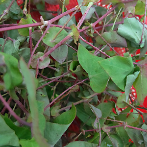 原生态新鲜杠板归现采蛇倒退 中草药材干货 蛇不过 犁头刺 拦路虎