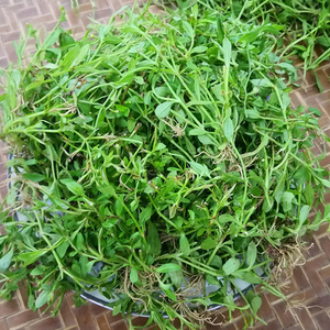 中草药正品泥花草新鲜潮汕青草田槟榔原生态锯齿草五月莲无硫干货