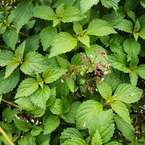 新鲜溪黄草山羊面熊胆草溪沟草血风黄汁草中草药护肝除湿茶500克