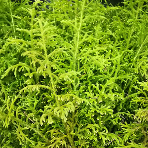 野生伸筋草 新鲜石松狮子尾草舒筋草抽筋草小伸筋中药材500克包邮