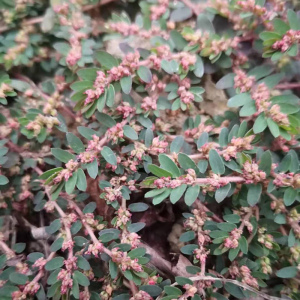 新鲜地锦草 深山天然野生奶汁草500克包邮小飞扬中药干品血见愁草