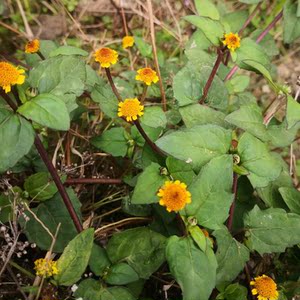 深山天文草纯天然金纽扣中草药材雨伞草新鲜大黄花苦草天文花包邮