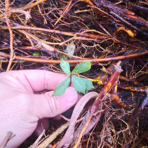 正品潮汕中草药牛铃树根 纯天然琴叶榕 牛奶子根 甜棒子根干品