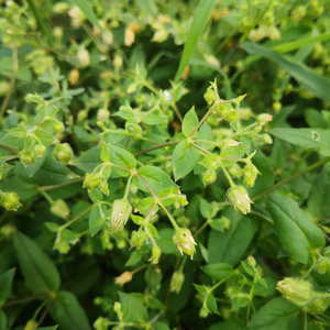 深山新鲜繁缕草 鹅肠菜去湿繁缕草 中草药鹅儿肠 鸡肠菜野菜干品