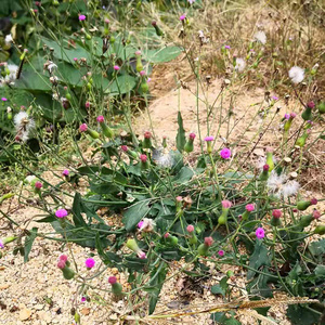 深山一点红中药材潮汕叶下红 天然羊蹄草新鲜红背叶干品中草药材