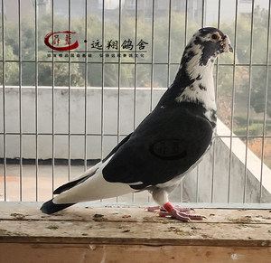 花头李种信鸽花盖李鸟白条国血大鼻子信鸽幼鸽活体一对