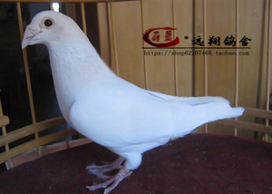纯白信鸽锡坤白老品系比赛大鼻子白色种鸽