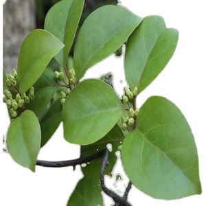 过山枫野生南蛇藤过山风 过山龙 山龙草 大南蛇 老龙皮干货500克