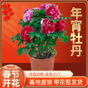 【特色品种】洛阳催花牡丹年宵牡丹盆栽春节开花带花苞发货品种全