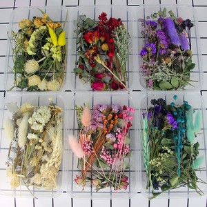 天然干花永生花材料特价组合节日DIY活动植物材料幼儿园手工材料