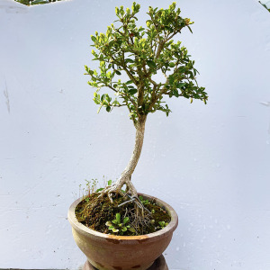 小老桩米叶黄杨盆景耐寒好养适合办公室阳台摆放新手入门