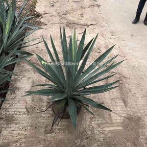 剑麻 又名菠萝麻 金边龙舌兰 黄纹万年麻