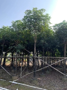 芒果树工程绿化芒园区景区果树工程苗木