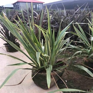 新西兰亚麻 庭院绿化点缀植物